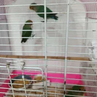 سه عدد جوجه یکماه طوطی برزیلی( کوتوله)|پرنده|مشهد, شهید احمدی روشن|دیوار