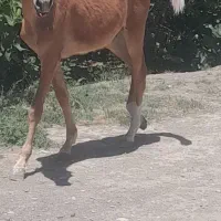اسب کره نریون ۱۱ماه