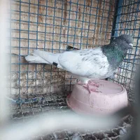 کفتر گرفتنی