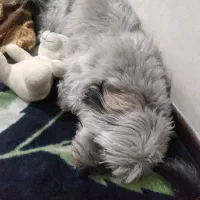 نر ۲ ساله تریر