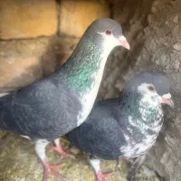 کبوتر شهری