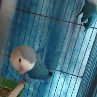 فروش ۴ عدد کوتوله نر و ماده