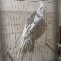 عروس هلندی نر آلبینو