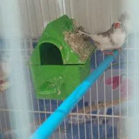 فنچ مولد|پرنده|شیروان (خراسان), |دیوار