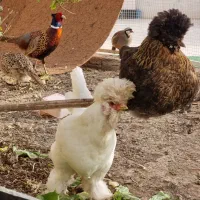 مرغ و خروس لهستانی|حیوانات مزرعه|اصفهان, عسگریه|دیوار