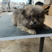 پامرین|سگ|جلفا, |دیوار