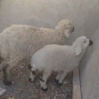 گوسفند و بره فروشی