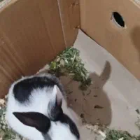 خرگوش فروشی فوری و یا معاوضه فقط 150 تومن|موش و خرگوش|کرج, حیدرآباد|دیوار