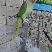 شاه طوطی ماده دو ساله