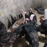 بوقلمون چهار ماهه|حیوانات مزرعه|همدان, |دیوار