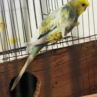 جفت مرغ عشق دوگُل با جوجه|پرنده|بندر ماهشهر, |دیوار