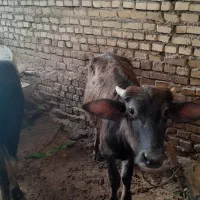 فروش 2راس گوساله گاومیش حشوه سالم