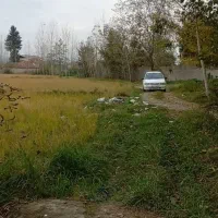 6000-هزار-متر-زمین-شالی-سنتی-داخل-طرح