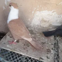 کفتر کبوتر رنگی معاوضه با کفتر پرش یا نقد|پرنده|مشهد, شهید شهریاری|دیوار