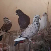 کبوتر کینگ‌شاهی غول|پرنده|قم, باجک یک|دیوار