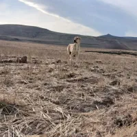 سگ سرابی|سگ|اردبیل, |دیوار