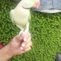 شاه طوطی نر|پرنده|ری, اقدسیه|دیوار