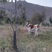 سگ گله