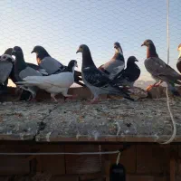 ۴۰تاکفتر هوا