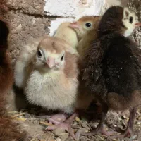 جوجه بوقلمون