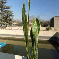 سانسوریا شمشیری ابلق|گل و گیاه طبیعی|شهریار, اسکمان|دیوار