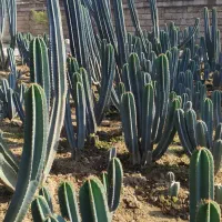 فروش کاکتوس سنپدرو|گل و گیاه طبیعی|زرگرشهر, |دیوار