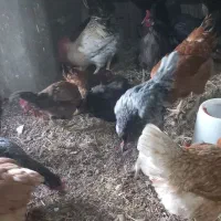 مرغ|حیوانات مزرعه|پاوه, |دیوار