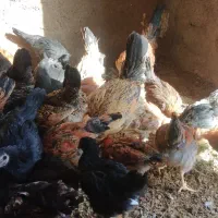 خروس سیاه جهت قربانی