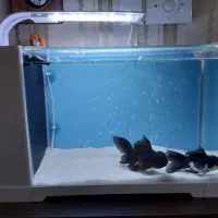 آکواریوم دلسا B103 سامپ در حد