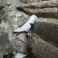 کبوتر دم سیاه نر