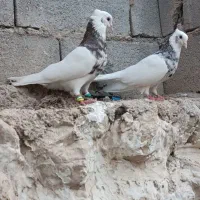 جفت طوقی|پرنده|اهرم, |دیوار