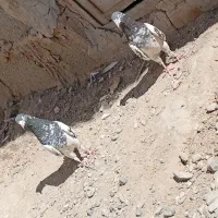 کبوتر تیدی|پرنده|ایرانشهر, |دیوار