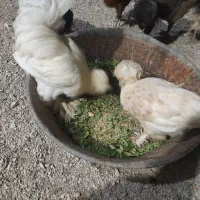 مرغ خروس سلطان