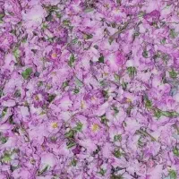 گل محمدی تازه و غنچه و گلاب