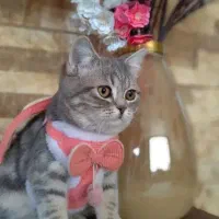 گربه بریتیش اسکاتیش ۷ماهه