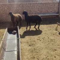 بره نر چاق|حیوانات مزرعه|اسفرورین, |دیوار