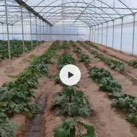 فروش گلخانه وزمین در جالق