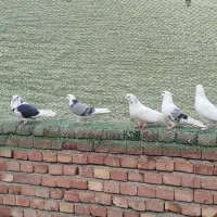 کبوتر|پرنده|ماکو, |دیوار