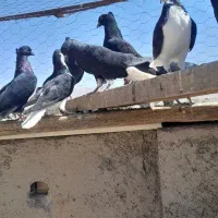 چند عدد کبوتر رنگی