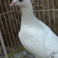 کبوتر آلمانی سفید