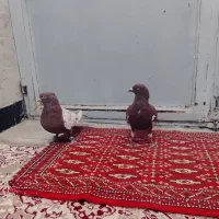 کفتر|پرنده|عطاملک, |دیوار