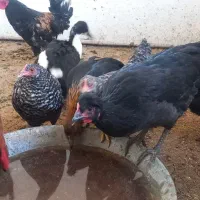 خروس مرغ سیاه|حیوانات مزرعه|نسیمشهر, |دیوار