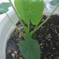 دیفن باخیا ودیفن تیکی|گل و گیاه طبیعی|هشتگرد, فاز ۷ مهستان|دیوار