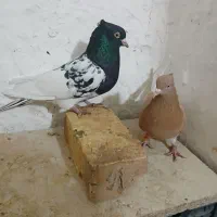 کله ای|پرنده|شاهینشهر, برخوار غرب|دیوار