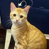 فروش گربه نر