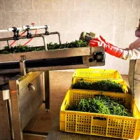 خط کامل شستشو و بسته بندی سبزی و میوه