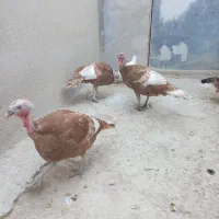 بوقلمون نروماده