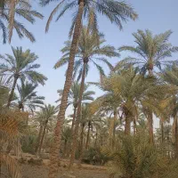 کار نخل و چاه کن