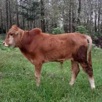 ورزا کوله چالوسی گوساله نر گاو