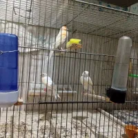 تعدادی قناری